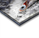 The Watchful Eye Acrylic print