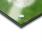 Dandelion Acrylic print