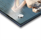 pelikan04 moreDetail x4 9544x14340 2pass photo.pn Acrylic print