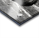 Horses Impression Acrylique