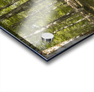 Breath of Hyrcanian Forest Acrylic print