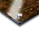 Bloom in Solitude Acrylic print