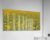 sunflower Impression acrylique