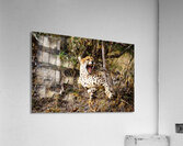 cheetah Africa Acrylic Print