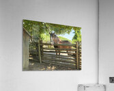 Brown Grace Acrylic Print