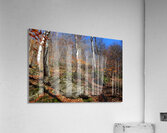 Echoes of Leaves Acrylic Print