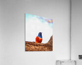 Feathered Jewel Acrylic Print