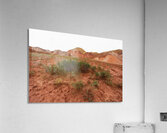 Roots of Fire Acrylic Print