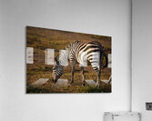 Stripes of Life Acrylic Print