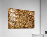 Silent Nest Acrylic Print