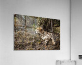 Silent Hunter Acrylic Print