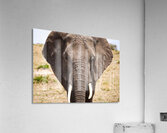 Timeless Strength Acrylic Print