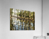 Mirror of the Woods Acrylic Print