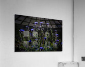 Night Dance Acrylic Print