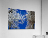 Winter’s Embrace Acrylic Print