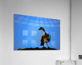 Wings of Light Acrylic Print