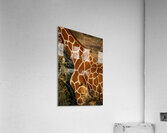 Symphony of Survival Impression acrylique