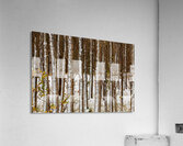 Song of Verticals Acrylic Print