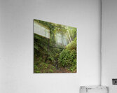Mystic Forest Acrylic Print