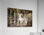 Majestic Yawn Acrylic Print