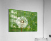 Dandelion Acrylic Print