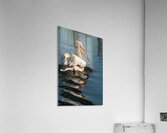 pelikan04 moreDetail x4 9544x14340 2pass photo.pn Acrylic Print