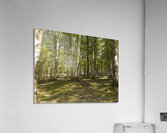 Breath of Hyrcanian Forest Acrylic Print
