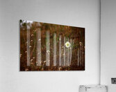 Bloom in Solitude Acrylic Print