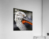 The Watchful One Acrylic Print