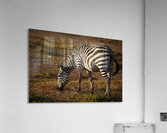 Harmony in Stripes Acrylic Print