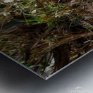 cheetah Africa Metal print