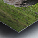 Gentle Giants Metal print