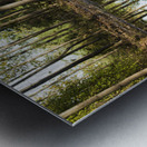 Mirror of the Woods Metal print