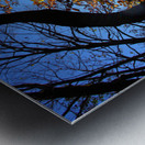 Through the Leaves Metal print