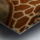 Symphony of Survival Impression metal