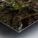 Majestic Yawn Metal print