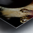 Eyes of the Microcosm Impression metal