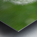 Dandelion Metal print