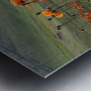 Dance of Poppies Metal print