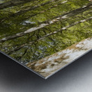 Breath of Hyrcanian Forest Metal print