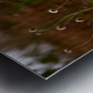 Bloom in Solitude Metal print