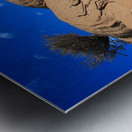 Roots of the Sky Metal print