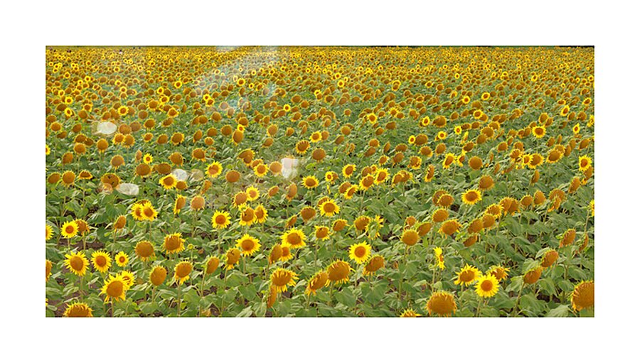 sunflower Impression et Cadre photo
