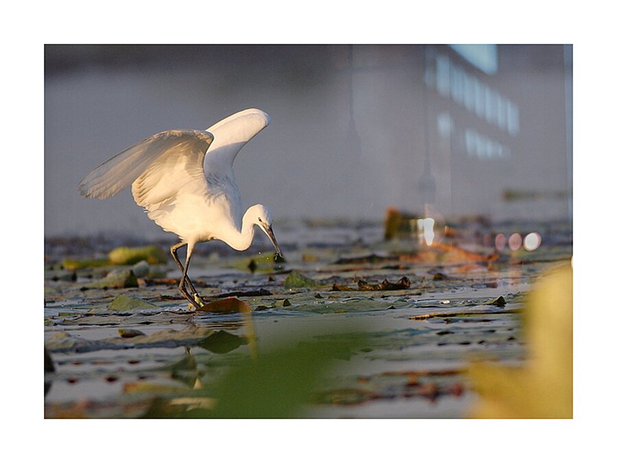 Dance of the Heron Picture Frame print