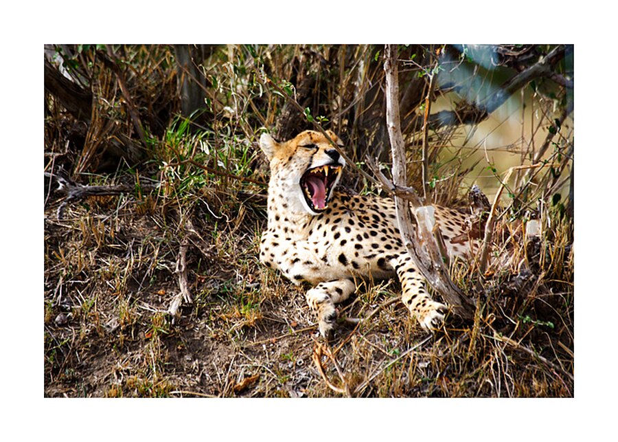 cheetah Africa Picture Frame print