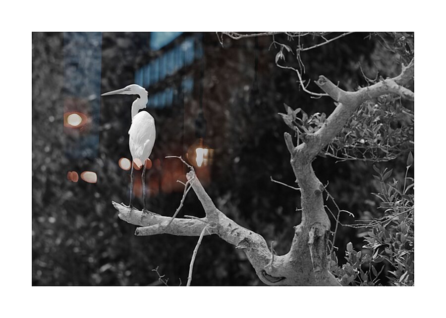 The White Guardian Picture Frame print