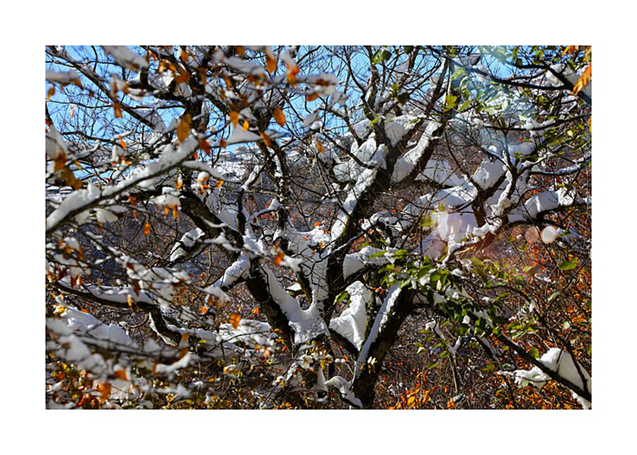 Autumn’s Last Breath Picture Frame print