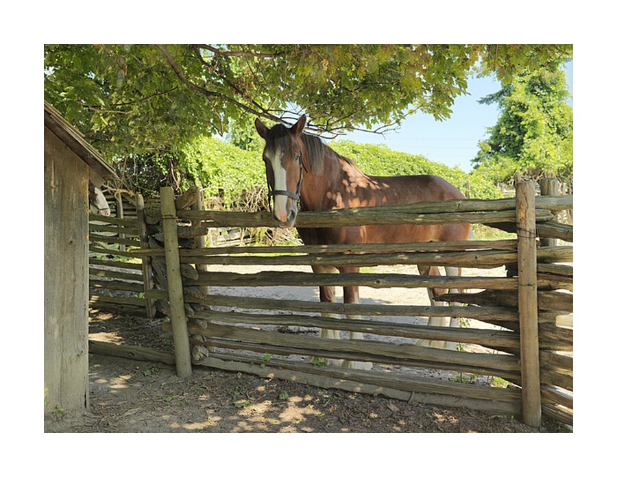 Brown Grace Picture Frame print