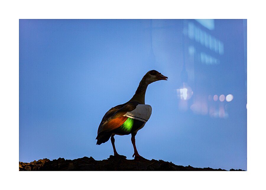 Emerald Flame Picture Frame print