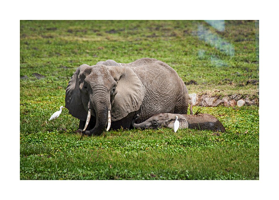 Gentle Giants Picture Frame print